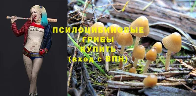 Галлюциногенные грибы Psilocybine cubensis  Кингисепп 